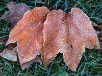 Blätter Wilder Wein mit Raureif